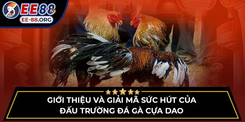 Giới thiệu và giải mã sức hút của đấu trường đá gà cựa dao