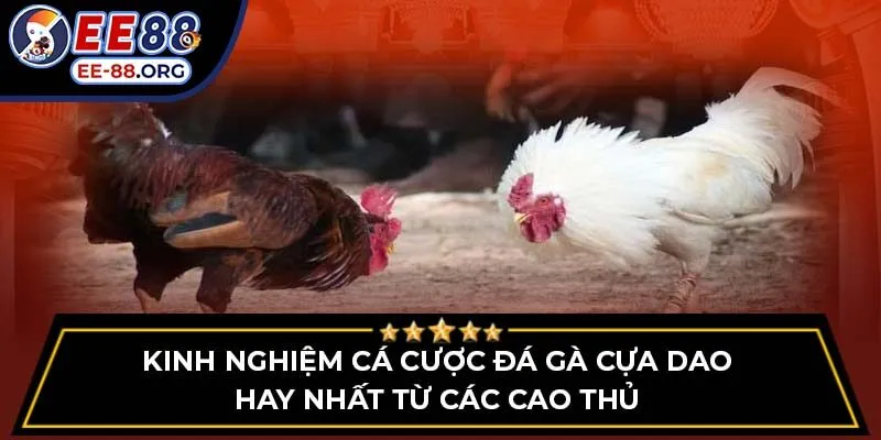 Kinh nghiệm cá cược đá gà cựa dao hay nhất từ các cao thủ